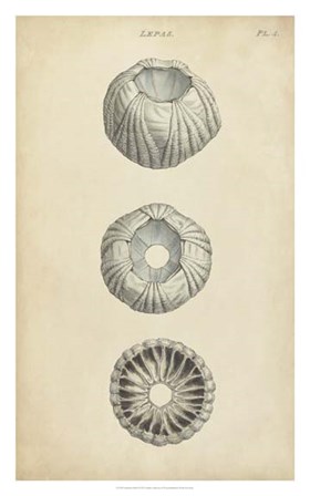 Cylindrical Shells I by Julie Wood art print