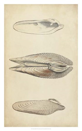 Marine Mollusk I by Julie Wood art print
