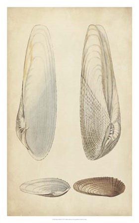 Marine Mollusk II by Julie Wood art print