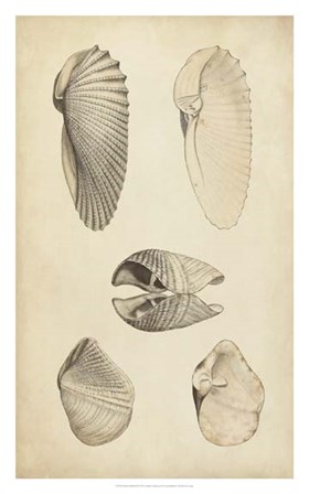 Marine Mollusk III by Julie Wood art print