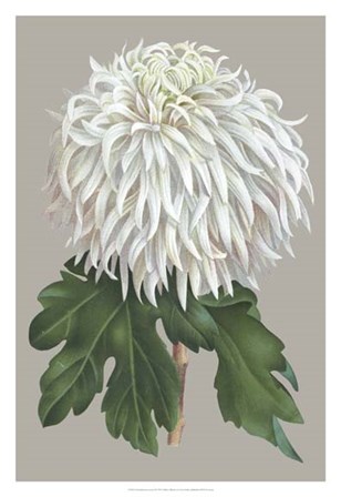 Chrysanthemum on Gray II by Vision Studio art print