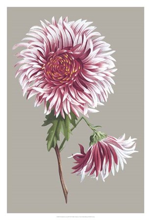 Chrysanthemum on Gray III by Vision Studio art print