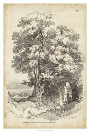 Noble Tree II by J.D. Harding art print