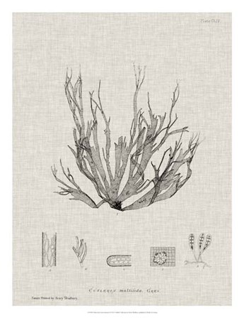 Charcoal &amp; Linen Seaweed I by Henry Bradbury art print
