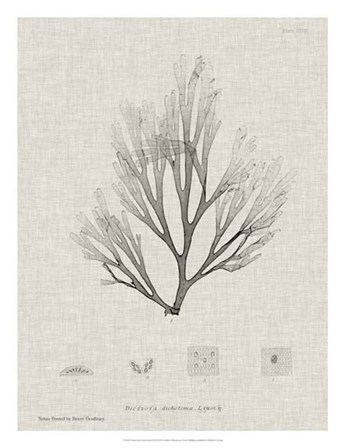 Charcoal &amp; Linen Seaweed III by Henry Bradbury art print
