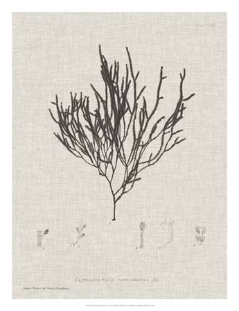 Charcoal &amp; Linen Seaweed IV by Henry Bradbury art print