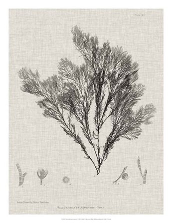 Charcoal &amp; Linen Seaweed V by Henry Bradbury art print
