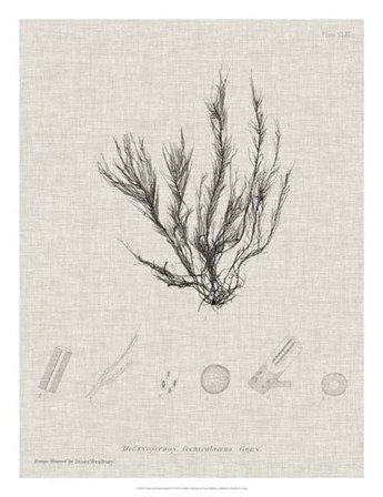 Charcoal &amp; Linen Seaweed VI by Henry Bradbury art print