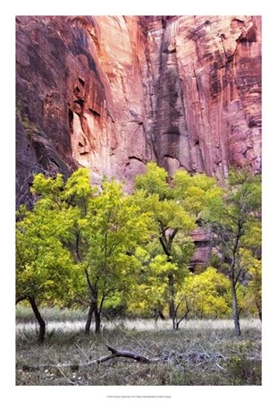 Canyon Cottonwoods by Danny Head art print