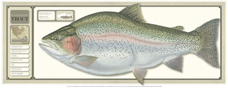 World Record Rainbow Trout art print