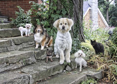 Furry Family by Liz Zernich art print