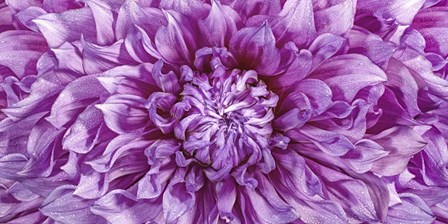 Dalia 4 Wet Color Cuadrada by Moises Levy art print