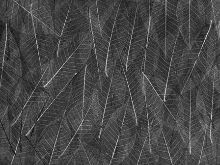 Leaves 1 by Moises Levy art print