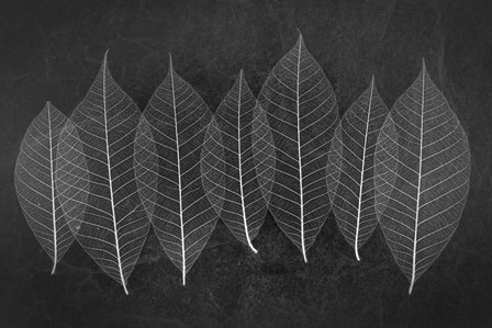 Leaves 3 by Moises Levy art print
