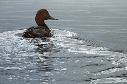 Silver Wake - Redhead by Ron Parker art print