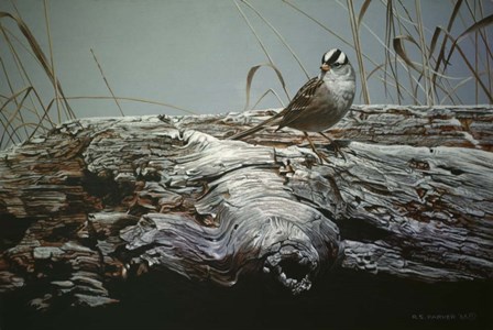 Driftwood 3 by Ron Parker art print