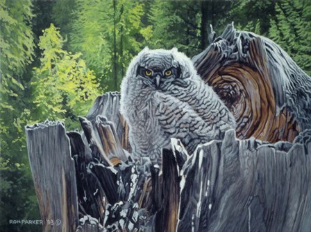 Great Horned Owl by Ron Parker art print