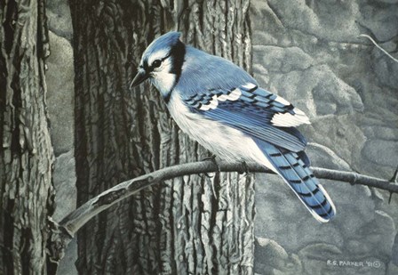 Backyard Jay by Ron Parker art print