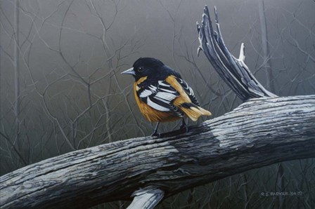 Redstart by Ron Parker art print