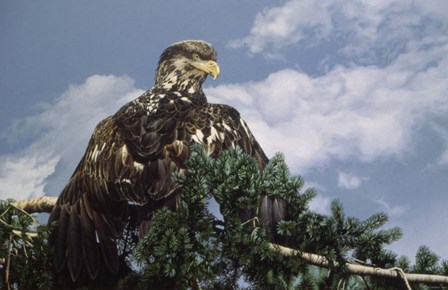 Taking In The Sun by Ron Parker art print