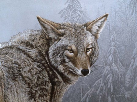 Coyote Portrait by Ron Parker art print