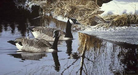 Spring Arrivals- Canada Geese by Ron Parker art print
