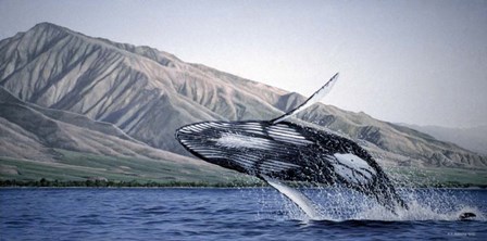 Breeching Humpbacks - Maui by Ron Parker art print