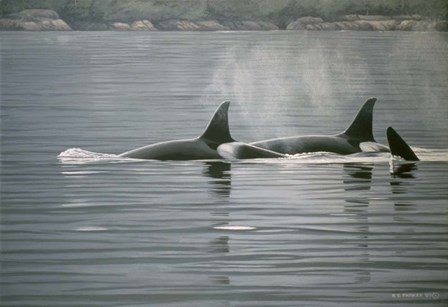 Coastal Vapours by Ron Parker art print