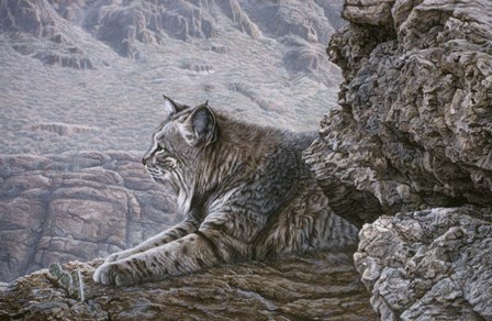 Resting Bobcat by Ron Parker art print
