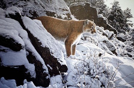 Winter Lookout- Cougar by Ron Parker art print