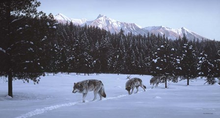 Evening Glow- Wolf Pack by Ron Parker art print