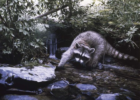 Searching The Stream- Racoon by Ron Parker art print