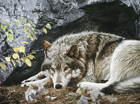 Resting Spot - Wolf by Ron Parker art print