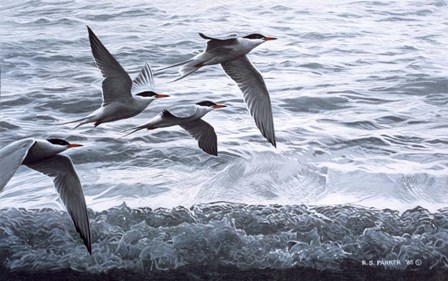 Above The Waves - Common Terns by Ron Parker art print