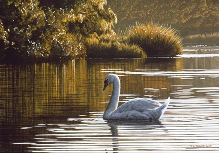 Morning On The Lagoon - Mute Swan by Ron Parker art print