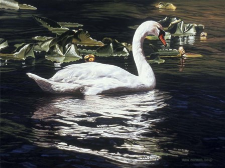 Mute Swan And Lily Pads by Ron Parker art print