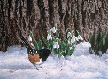 Snowdrops by Ron Parker art print