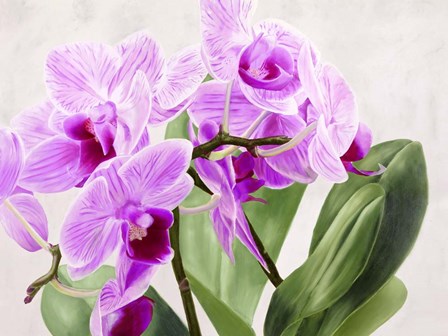 Orchidee Selvagge by Sergio Jannace art print