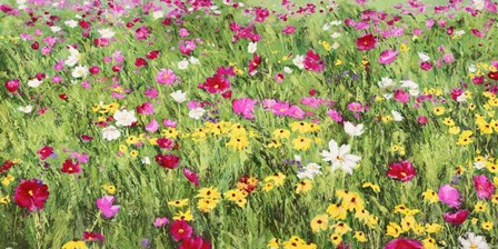 Field of Flowers by Silvia Mei art print