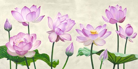Lotus Flowers by Shin Mills art print