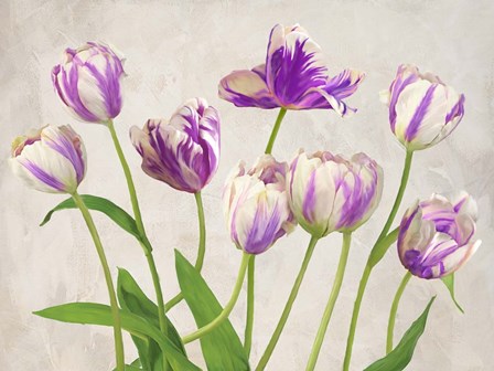 Tulipes by Jenny Thomlinson art print