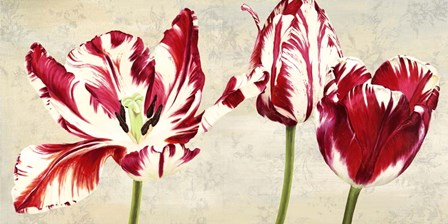 Tulipes Royales by Luca Villa art print