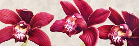 Eleganti Orchidee by Luca Villa art print