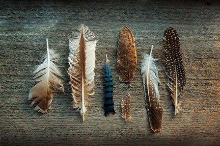 Feather Collection I by Sue Schlabach art print