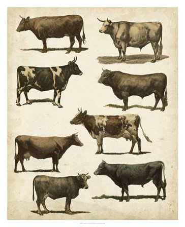 Antique Cow Chart by Vision Studio art print