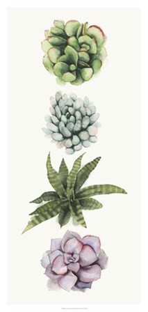 Row of Succulents II by Grace Popp art print