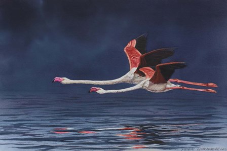 Flying Flamingos by Peter Blackwell art print