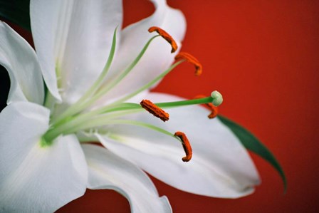 White Lily by Gail Peck art print