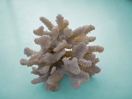 Coral on Teal by Jairo Rodriguez art print