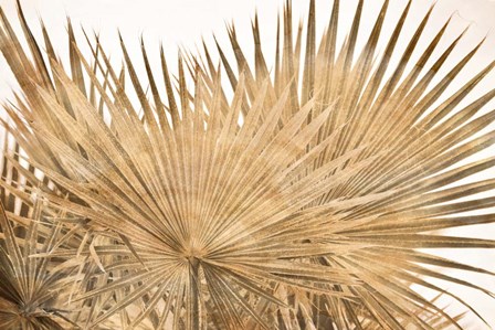 Dry Palm Leaves Panel by Susan Bryant art print